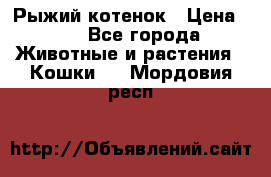 Рыжий котенок › Цена ­ 1 - Все города Животные и растения » Кошки   . Мордовия респ.